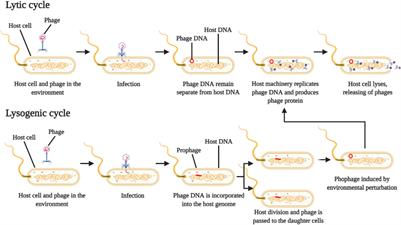 Ruminal Phages – A Review